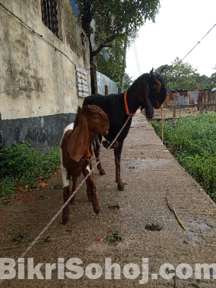 হরিয়ানা পাঠি ও তোতাপুরি ক্রস পাঠি বাচ্চা